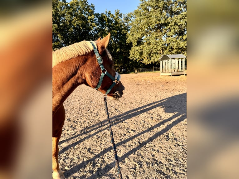 Deutsches Reitpony Mix Wallach 25 Jahre 148 cm Fuchs in Kolkwitz