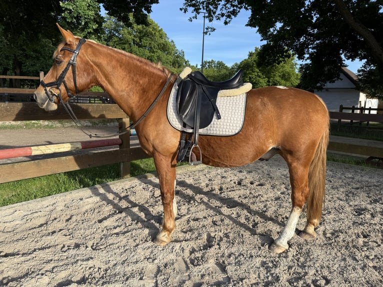 Deutsches Reitpony Mix Wallach 25 Jahre 148 cm Fuchs in Kolkwitz