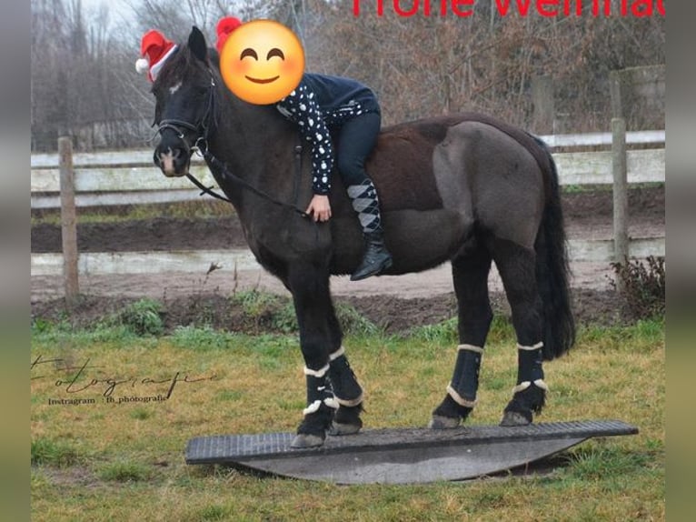 Deutsches Reitpony Wallach 25 Jahre 148 cm Schwarzbrauner in Werder/Havel