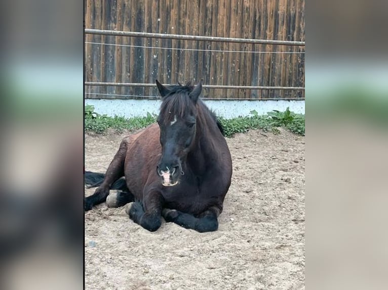 Deutsches Reitpony Wallach 25 Jahre 148 cm Schwarzbrauner in Werder/Havel