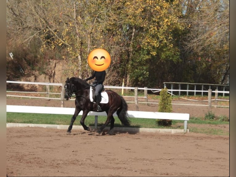 Deutsches Reitpony Wallach 25 Jahre 148 cm Schwarzbrauner in Werder/Havel