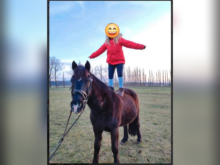 Deutsches Reitpony Wallach 25 Jahre 148 cm Schwarzbrauner in Werder/Havel