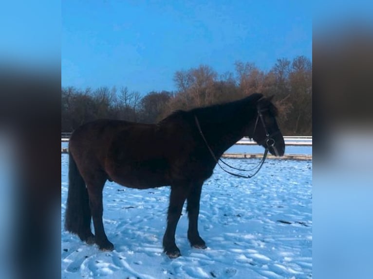 Deutsches Reitpony Wallach 25 Jahre 148 cm Schwarzbrauner in Werder/Havel