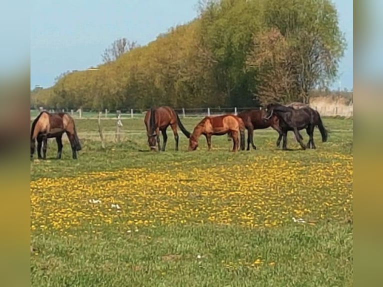 Deutsches Reitpony Wallach 25 Jahre 148 cm Schwarzbrauner in Werder/Havel