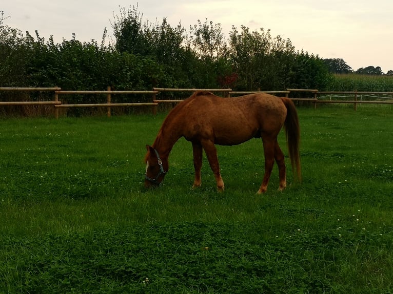 Deutsches Reitpony Wallach 25 Jahre Dunkelfuchs in Nordwalde