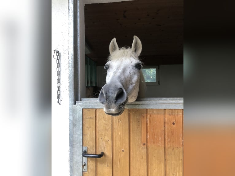 Deutsches Reitpony Wallach 26 Jahre 135 cm Schimmel in Niederndorf