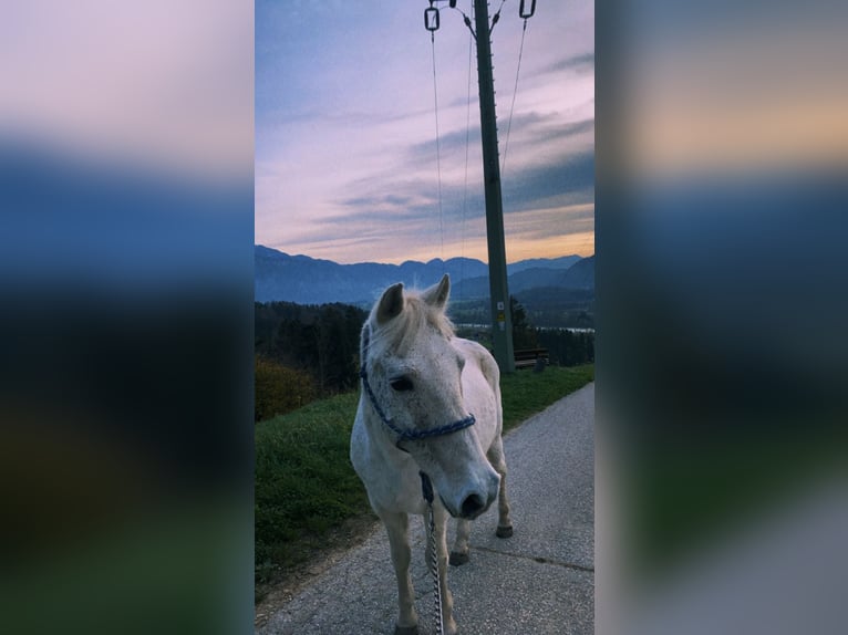 Deutsches Reitpony Wallach 26 Jahre 135 cm Schimmel in Niederndorf
