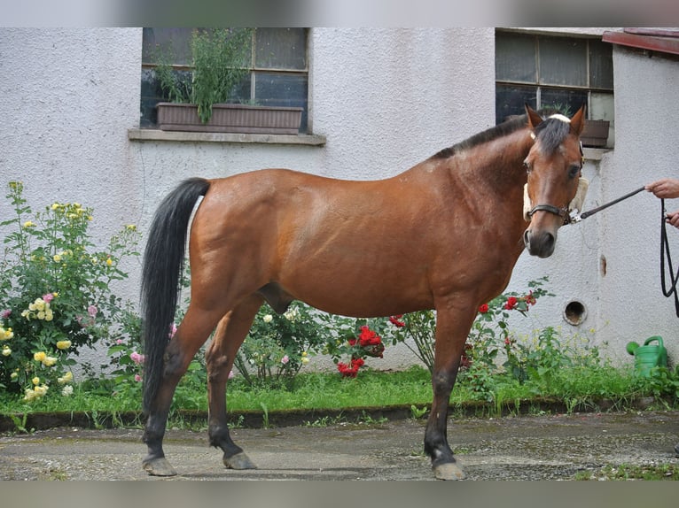 Deutsches Reitpony Wallach 26 Jahre 145 cm Brauner in Waldstetten