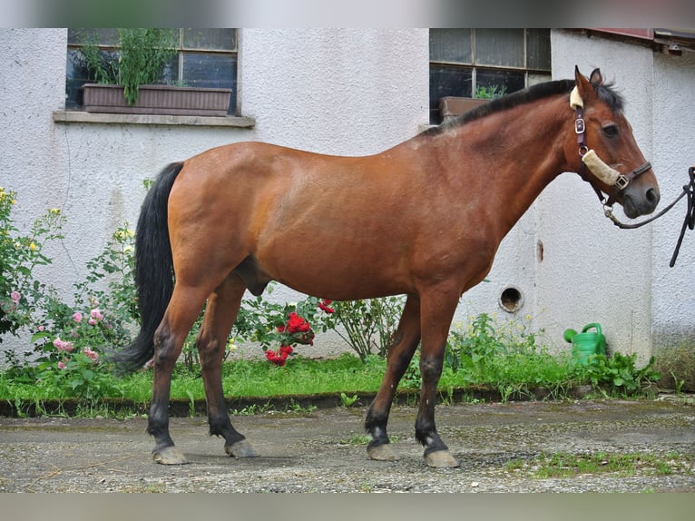 Deutsches Reitpony Wallach 26 Jahre 145 cm Brauner in Waldstetten