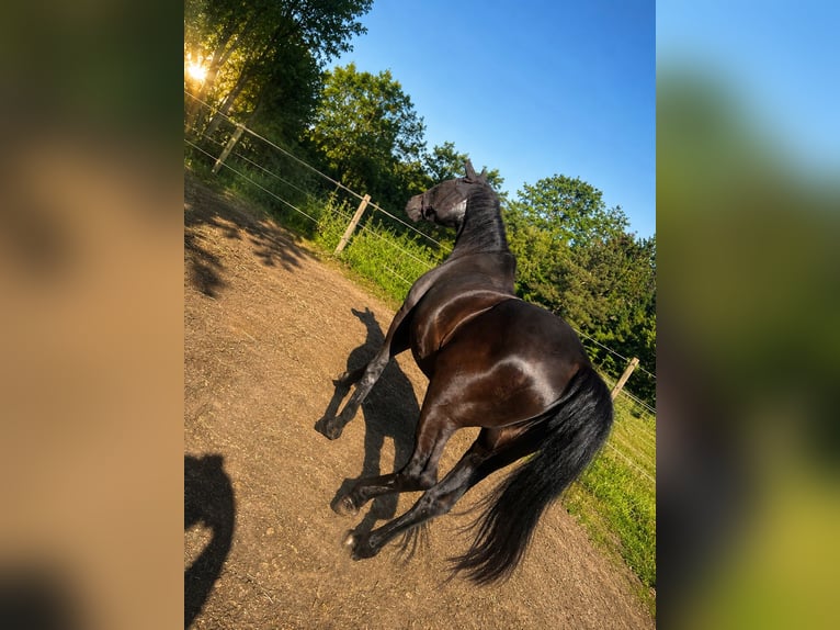 Deutsches Reitpony Wallach 26 Jahre 149 cm Schwarzbrauner in Essen (Oldenburg)