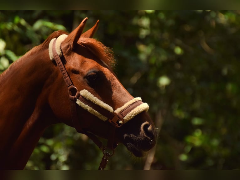 Deutsches Reitpony Wallach 26 Jahre 150 cm Fuchs in Hamminkeln