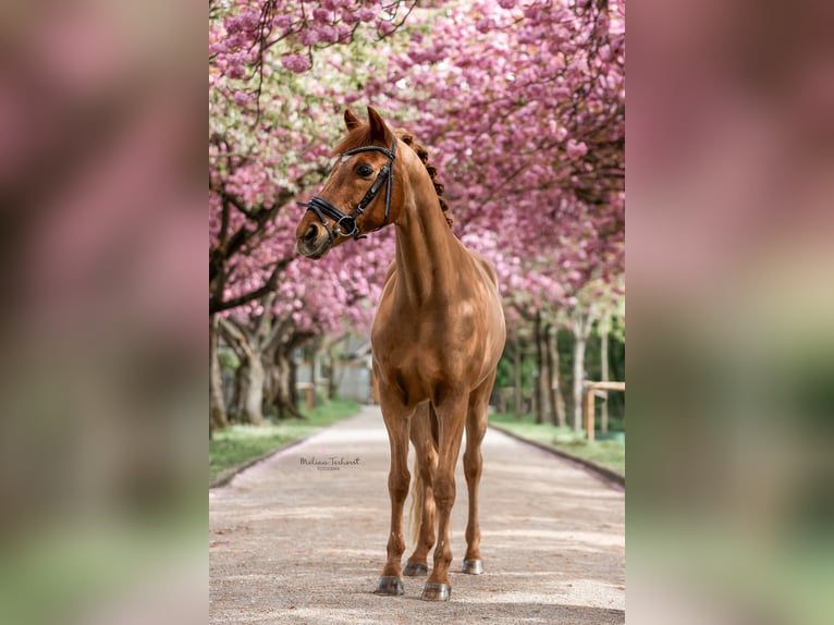 Deutsches Reitpony Wallach 26 Jahre 150 cm Fuchs in Hamminkeln