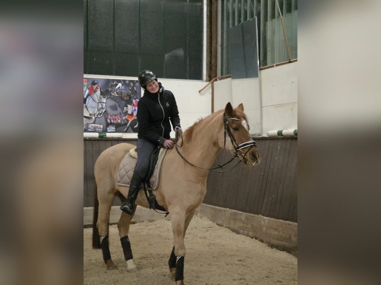 Deutsches Reitpony Wallach 26 Jahre 156 cm Fuchs in Inning am Ammersee