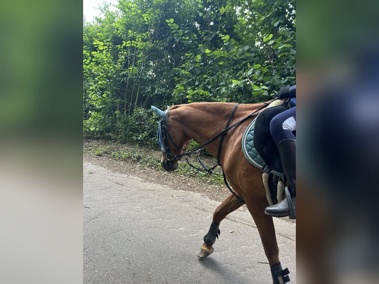 Deutsches Reitpony Wallach 27 Jahre 141 cm Fuchs in Raisdorf