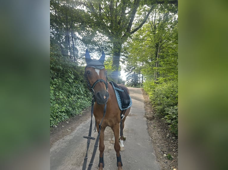 Deutsches Reitpony Wallach 27 Jahre 141 cm Fuchs in Raisdorf