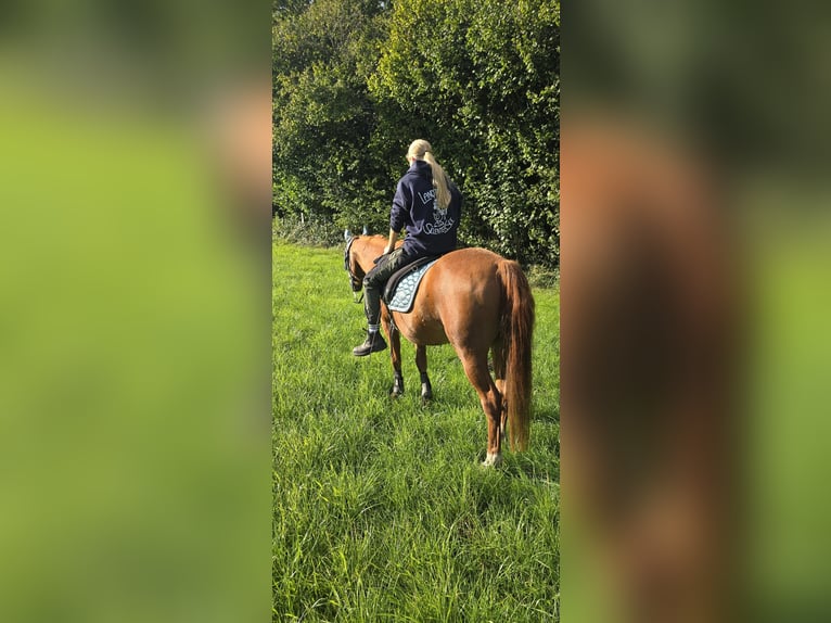 Deutsches Reitpony Wallach 27 Jahre 141 cm Fuchs in Raisdorf