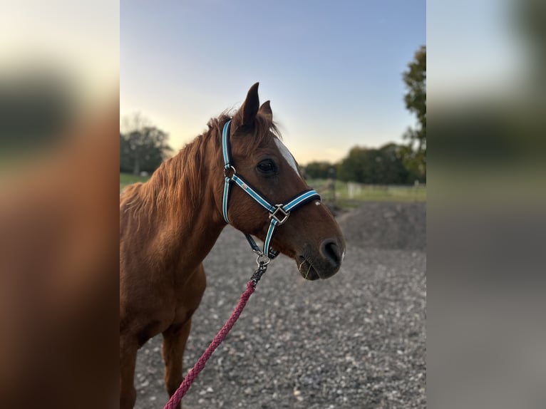 Deutsches Reitpony Wallach 27 Jahre 141 cm Fuchs in Raisdorf