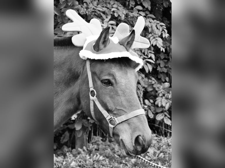 Deutsches Reitpony Wallach 27 Jahre 145 cm Brauner in Waldstetten