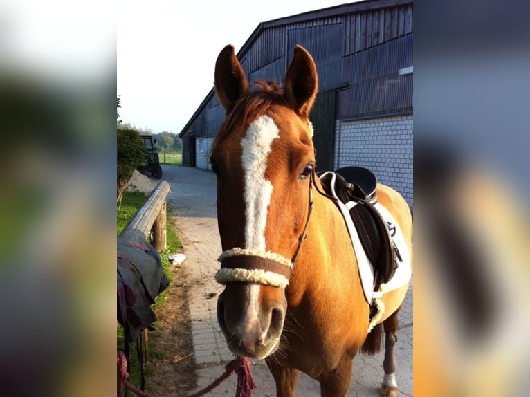 Deutsches Reitpony Wallach 28 Jahre 148 cm Fuchs in Duisburg