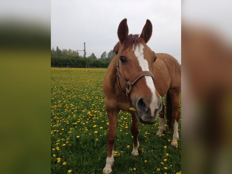 Deutsches Reitpony Wallach 28 Jahre 148 cm Fuchs in Duisburg