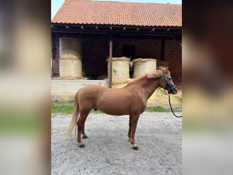 Deutsches Reitpony Mix Wallach 28 Jahre 155 cm Fuchs in Otzberg-Lengfeld