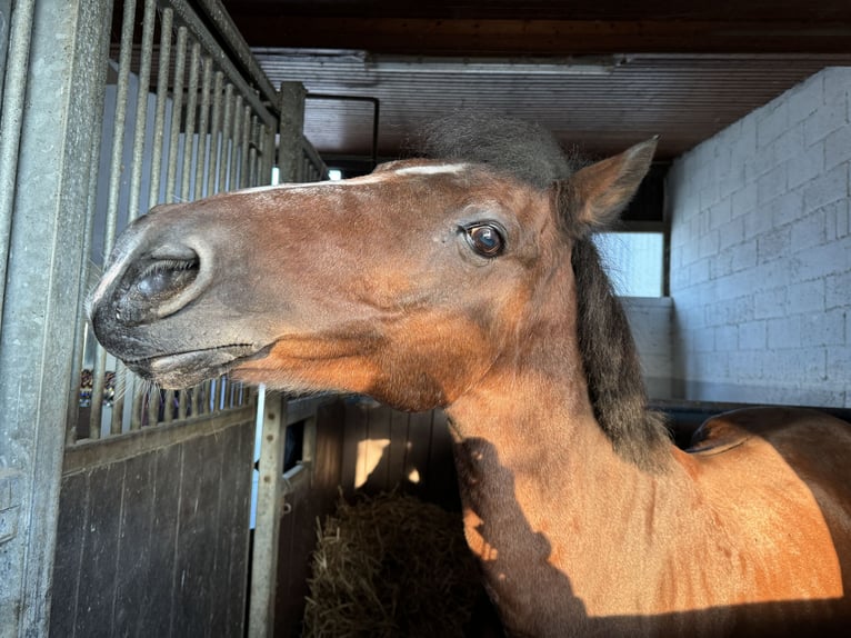 Deutsches Reitpony Wallach 29 Jahre 145 cm Brauner in N&#xFC;rtingenWendlingen