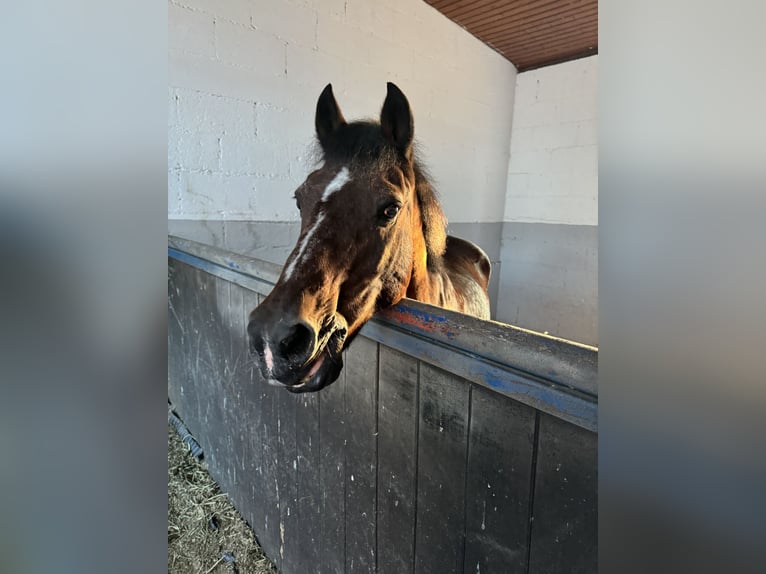 Deutsches Reitpony Wallach 29 Jahre 145 cm Brauner in N&#xFC;rtingenWendlingen