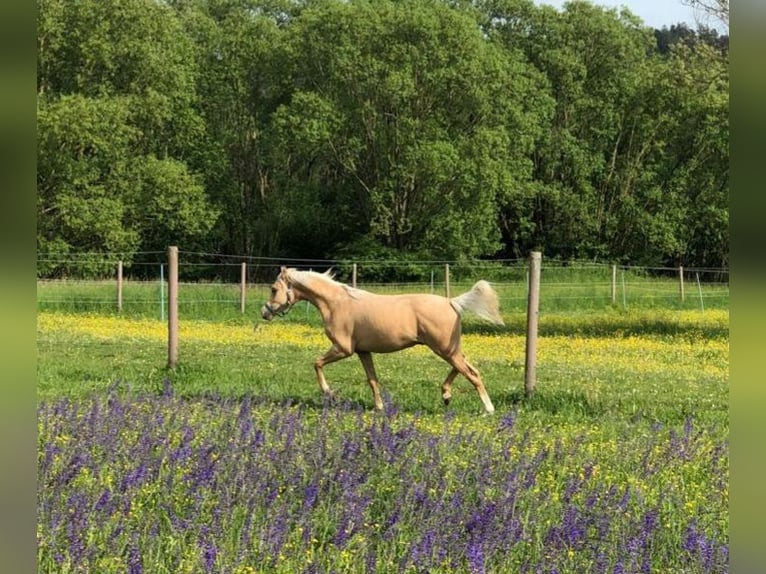 Deutsches Reitpony Wallach 2 Jahre 133 cm Palomino in Deining