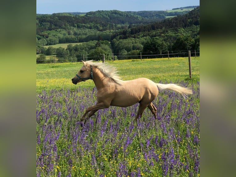Deutsches Reitpony Wallach 2 Jahre 133 cm Palomino in Deining