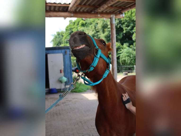 Deutsches Reitpony Wallach 2 Jahre 135 cm Fuchs in Mietgendorf