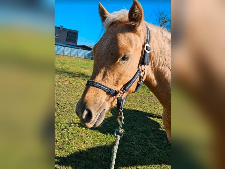 Deutsches Reitpony Wallach 2 Jahre 135 cm Palomino in Mixdorf