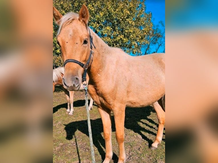 Deutsches Reitpony Wallach 2 Jahre 135 cm Palomino in Mixdorf