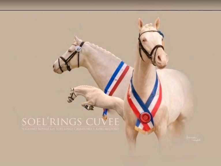 Deutsches Reitpony Wallach 2 Jahre 135 cm Palomino in Mixdorf
