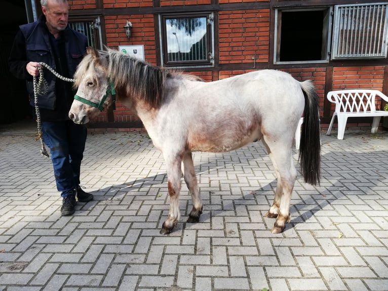 Deutsches Reitpony Mix Wallach 2 Jahre 135 cm Roan-Red in Oyten