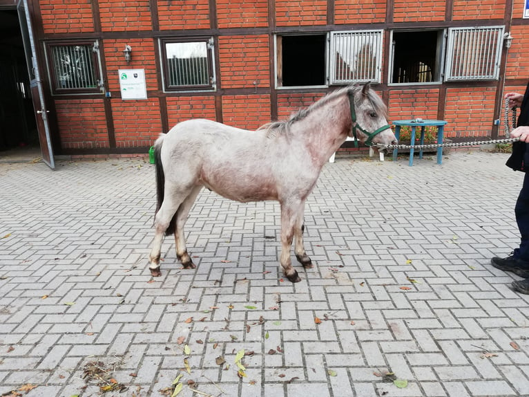 Deutsches Reitpony Mix Wallach 2 Jahre 135 cm Roan-Red in Oyten