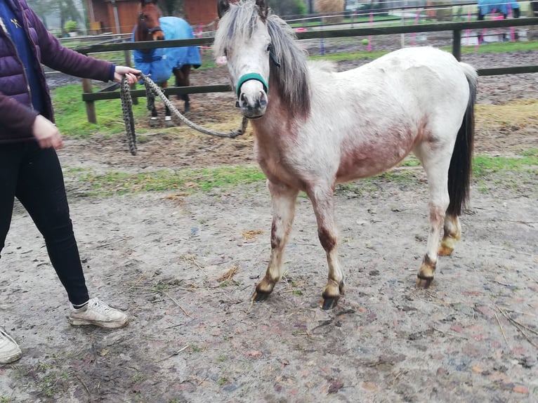 Deutsches Reitpony Mix Wallach 2 Jahre 135 cm Roan-Red in Oyten