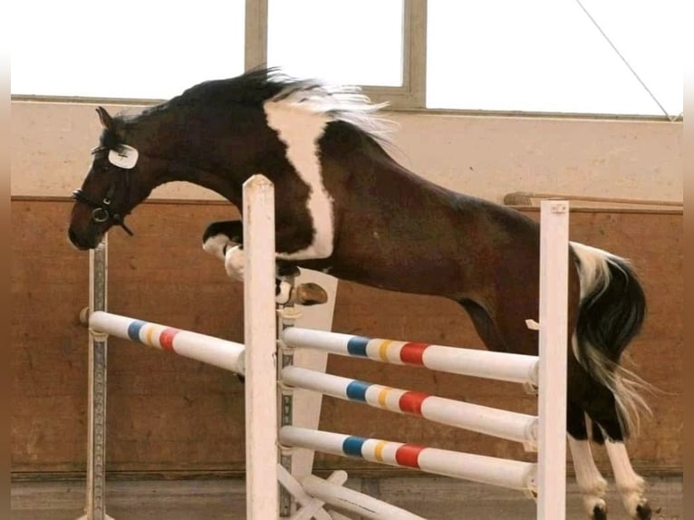 Deutsches Reitpony Wallach 2 Jahre 135 cm Schecke in B&#xFC;tzow