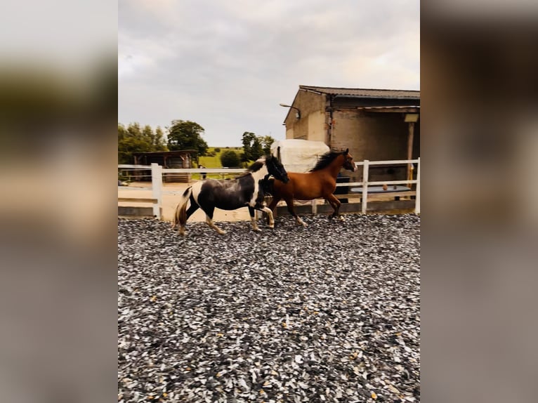 Deutsches Reitpony Wallach 2 Jahre 135 cm Schecke in B&#xFC;tzow