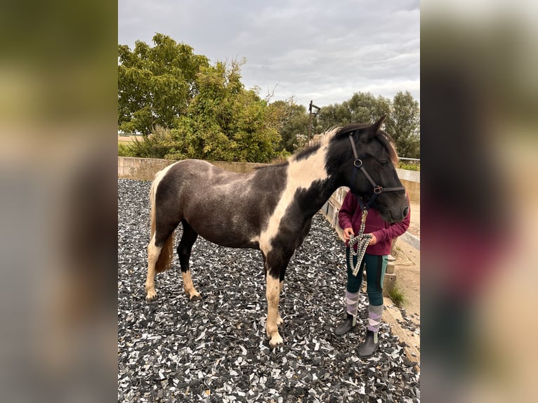 Deutsches Reitpony Wallach 2 Jahre 135 cm Schecke in B&#xFC;tzow