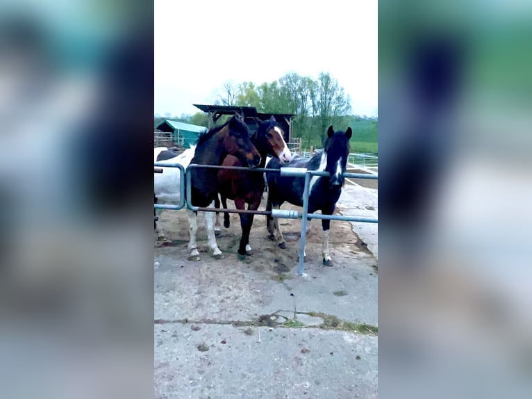 Deutsches Reitpony Wallach 2 Jahre 135 cm Schecke in B&#xFC;tzow