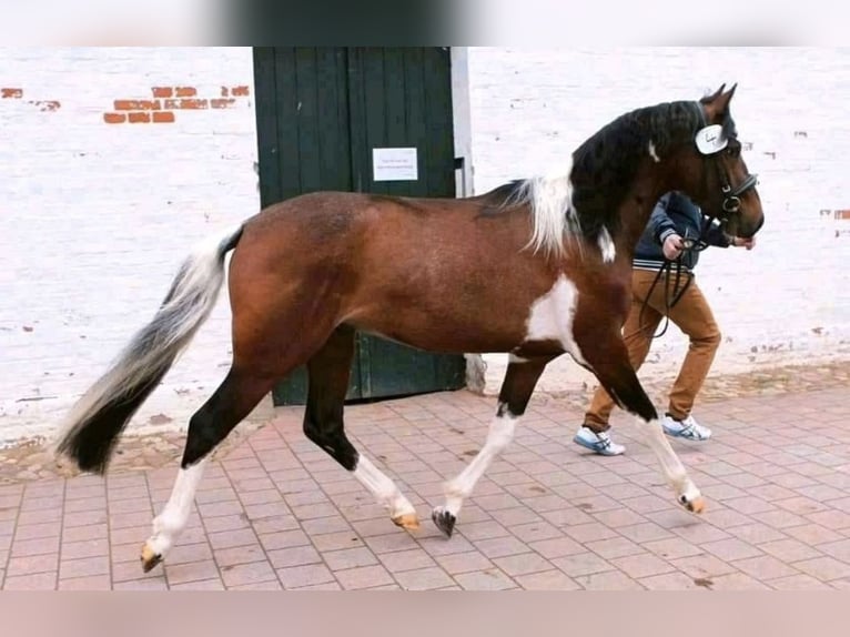 Deutsches Reitpony Wallach 2 Jahre 135 cm Schecke in B&#xFC;tzow
