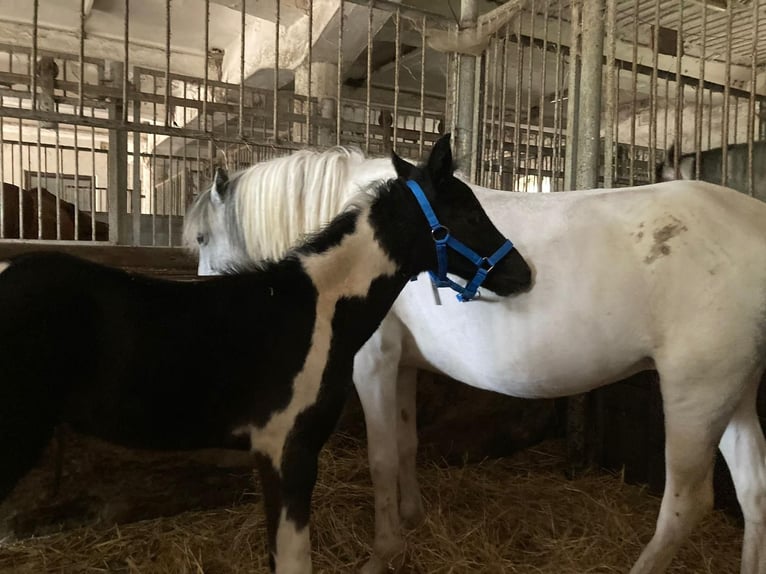 Deutsches Reitpony Wallach 2 Jahre 135 cm Schecke in B&#xFC;tzow