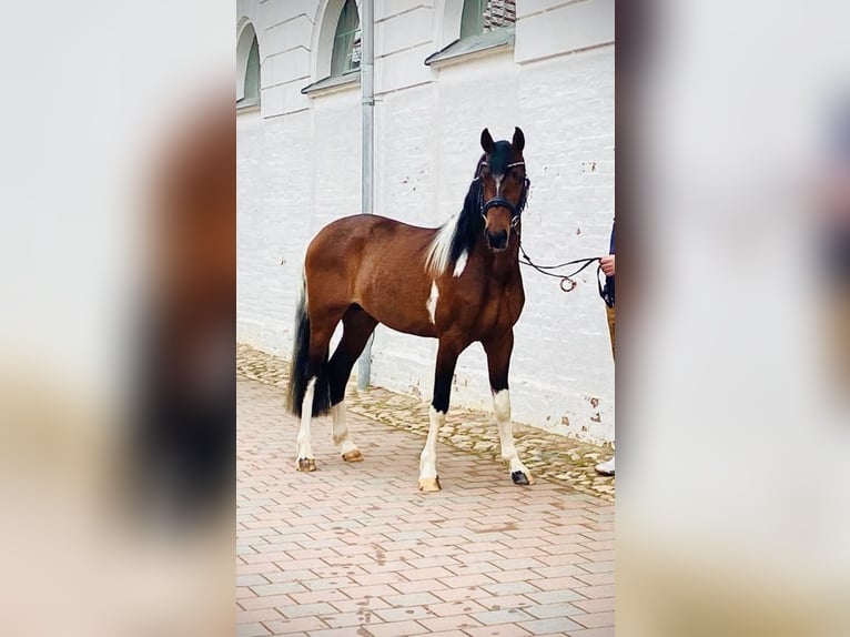 Deutsches Reitpony Wallach 2 Jahre 135 cm Schecke in B&#xFC;tzow