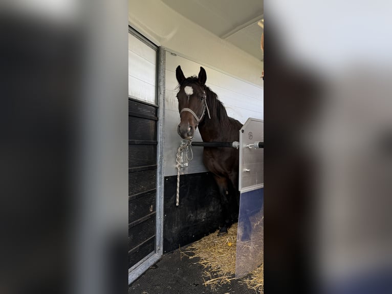 Deutsches Reitpony Wallach 2 Jahre 140 cm Brauner in Einbeck/Ahlshausen