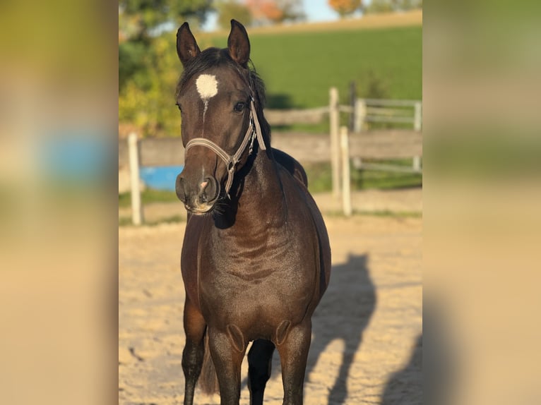 Deutsches Reitpony Wallach 2 Jahre 140 cm Brauner in Einbeck/Ahlshausen