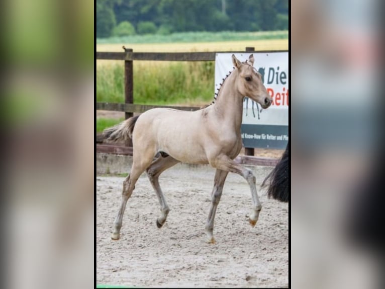 Deutsches Reitpony Wallach 2 Jahre 140 cm Falbe in Brockum