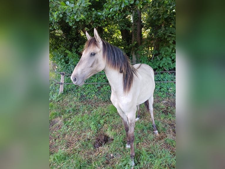 Deutsches Reitpony Wallach 2 Jahre 140 cm Falbe in Brockum