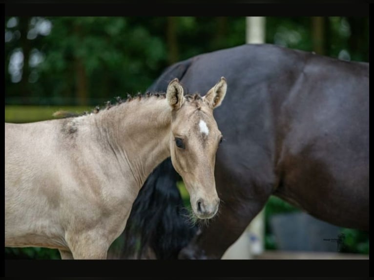 Deutsches Reitpony Wallach 2 Jahre 140 cm Falbe in Brockum