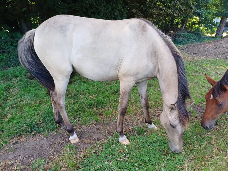Deutsches Reitpony Wallach 2 Jahre 140 cm Falbe in Brockum
