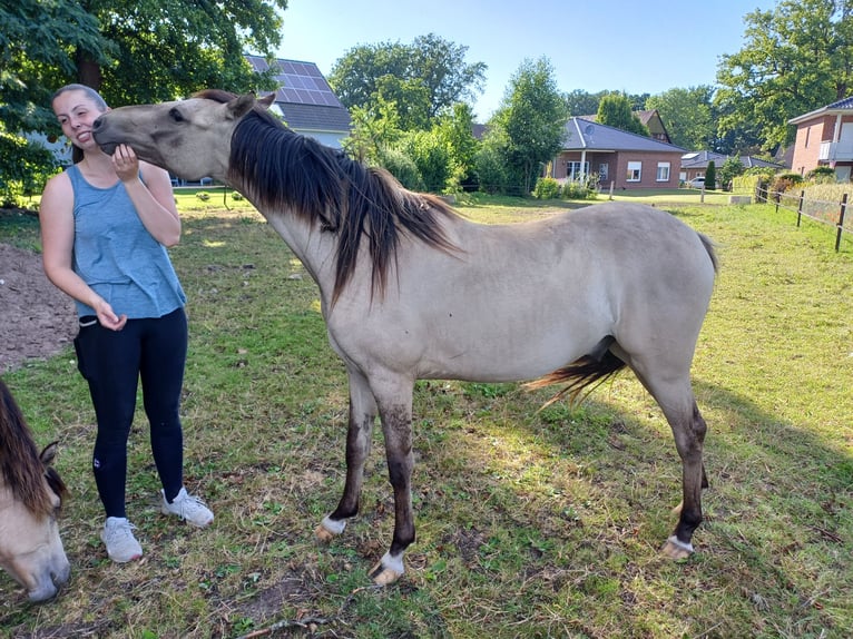 Deutsches Reitpony Wallach 2 Jahre 140 cm Falbe in Brockum
